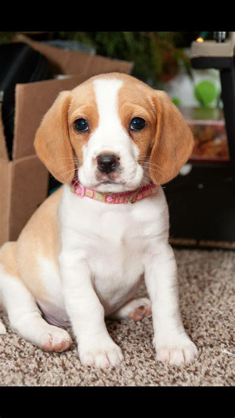 Their small size and gentle, loving demeanor prove them to be great assets to any household and a lifelong friend to your children. Lemon and white beagle pup #beagles | Beagle puppy, Beagle dog