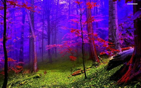 Purple Autumn Forest Fog Wallpaper Картинки