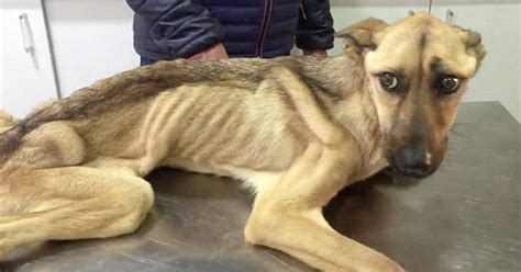 Starving Dog Who Couldnt Stand Up Makes An Incredible Transformation