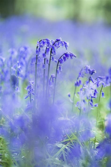 How To Enjoy Bluebells From Home — And How To Plant Them To Enjoy Your