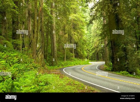 Highway Curve On State Highway 199 Redwood Forest Stock Photo