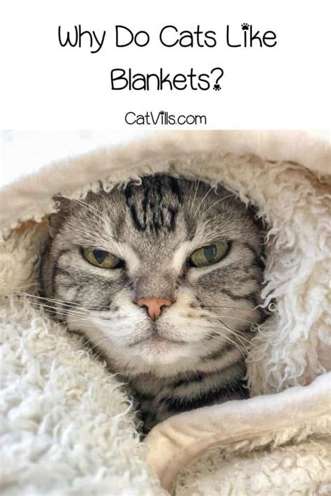 6 Common Reasons Why Do Cats Like Blankets
