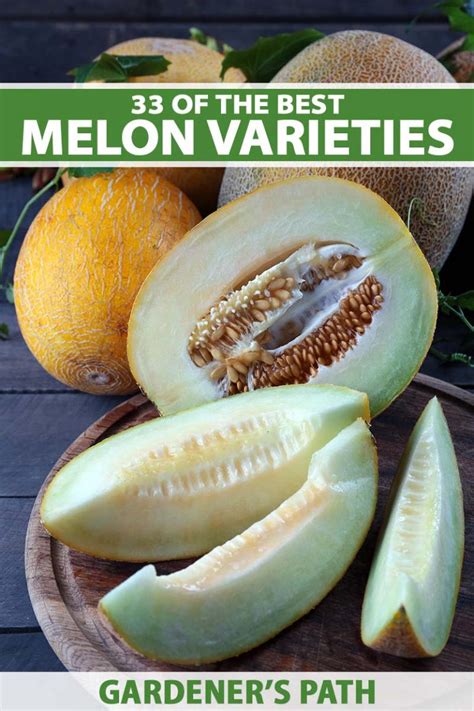 33 of the best melon varieties gardener s path