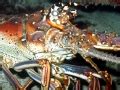 Spiny Lobster OCEAN TREASURES Memorial Library