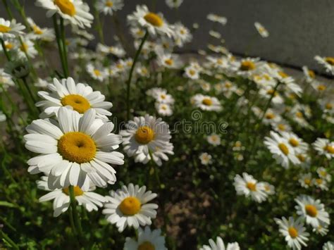 White Petals Marguerite Chamomile Flowers In Full Blow In Spring For