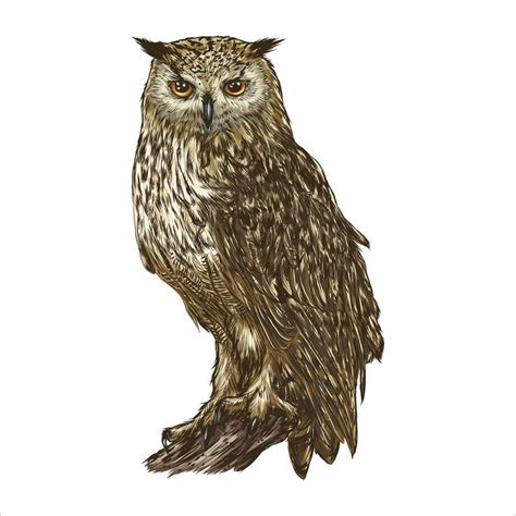 Great Horned Owl. Realistic bird isolated on white background. Vector