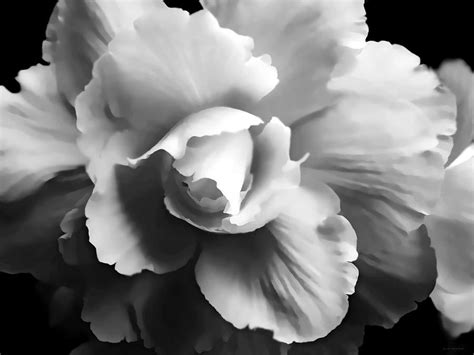 Begonia Flower Monochrome Photograph By Jennie Marie Schell Pixels