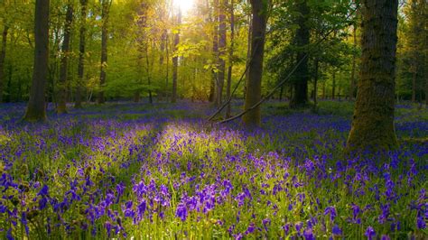 Wallpaper Sunlight Landscape Forest Field Blue Flowers Flower
