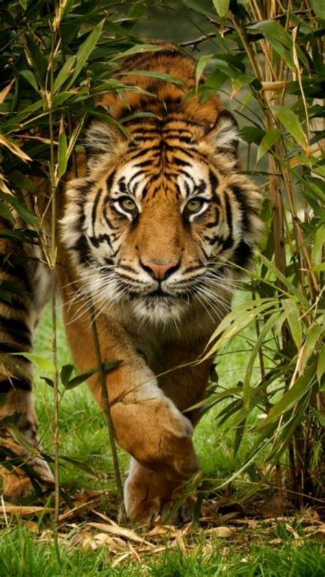 Tigger Nature Animals Animals And Pets Cute Animals Animals In The