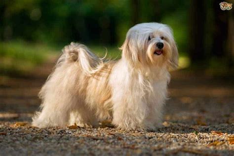 Interesting And Surprising Facts About Havanese Dogs Our Dog Breeds