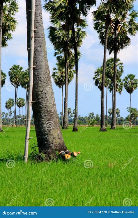 Sugar Palm Stock Photo Image Of Thai Tall Agriculture 20354770