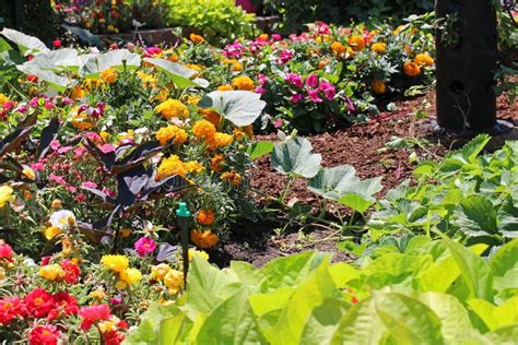 Herbal Garden Bed Stock Image Image Of Herb Plants 31952857