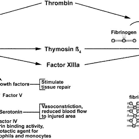 Thymosin 10 Competes With Thymosin 4 In Crosslinking To Fibrin