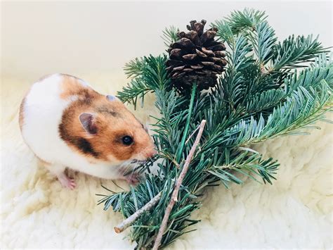 Cute Hamster Christmas Wallpapers Wallpaper Cave