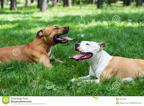 Two Tired Dogs In The Park Stock Image Image Of Animals