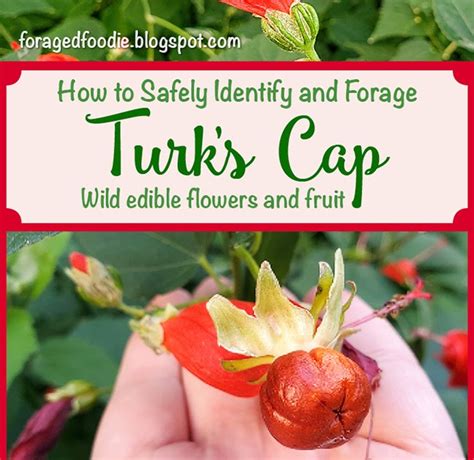The Foraged Foodie Foraging Identifying And Eating Turks Cap Flowers