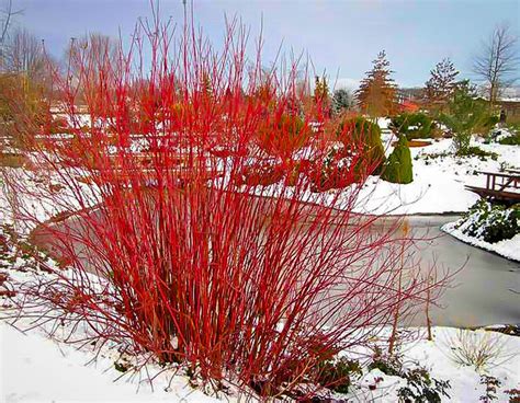Arctic Fire Red Twig Dogwood Shrubs For Sale The Tree Center