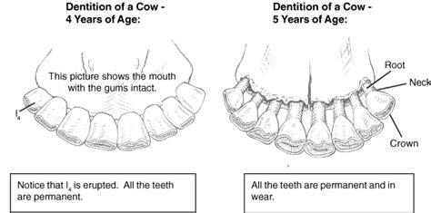 Aging Cattle By Their Teeth