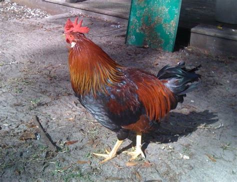 Identify Breed of Rooster | BackYard Chickens - Learn How ... This list includes all of the chicken breeds that are for sale at cackle hatchery.