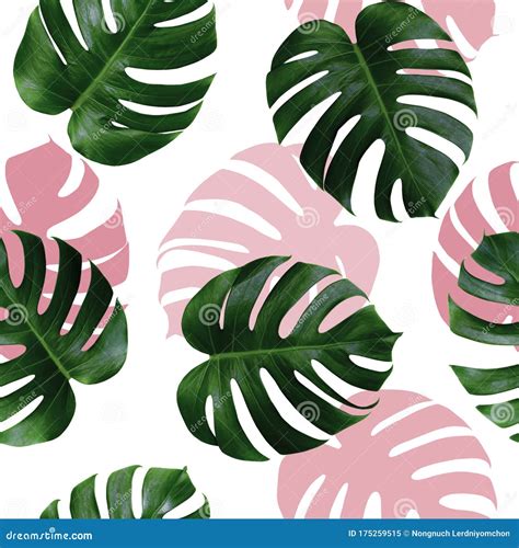 Monstera Green Leaves Or Monstera Deliciosa Background Or Green Leafy