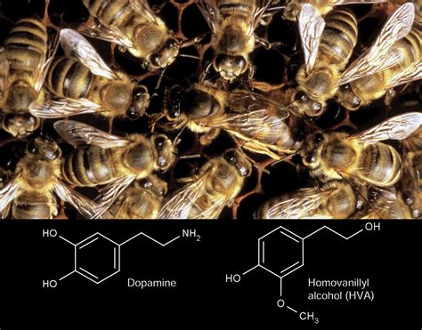 Bee Pheromones Signal Or Agent Of Manipulation Current Biology