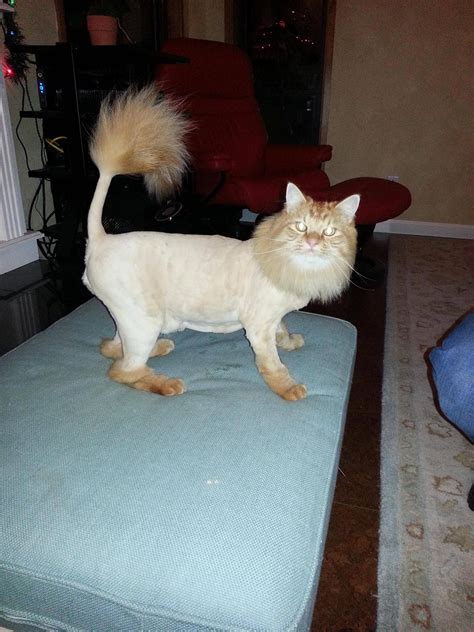 47 Best Of Cat With Lion Haircut Haircut Trends