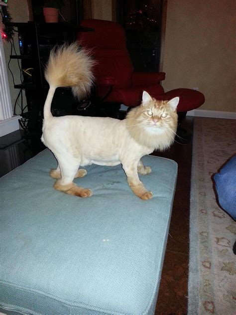 Best Of Cat With Lion Haircut Haircut Trends