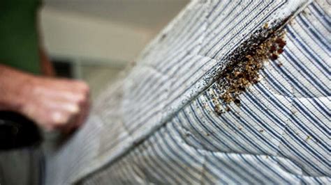 Houston Ranks In Top 20 For Bedbug Infestations Houston Chronicle
