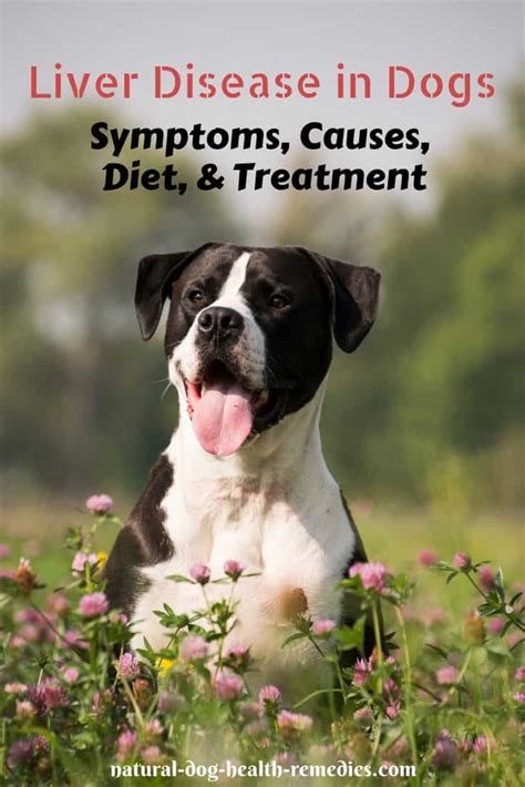 Can A Dog That Has Liver Problems Be Treated