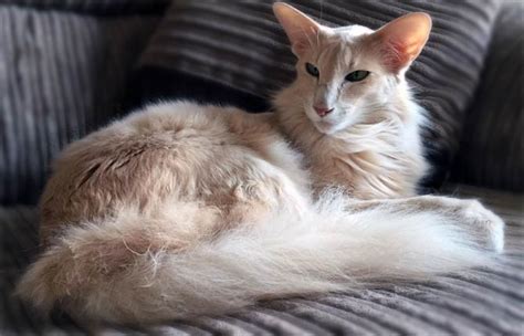 Oriental Shorthair And Longhair Cat