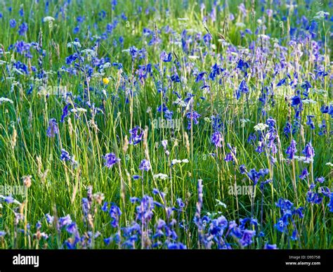 Bluebells In Scottish Meadow With Dappled Sunlight Stock Photo Alamy
