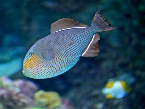 Black Triggerfish Aka Black Durgon Ron Decloux Flickr