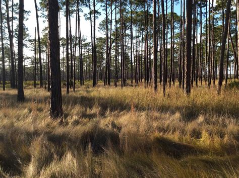 Pine Trees And Grass Looking Inland From Near The Rivers At Flickr