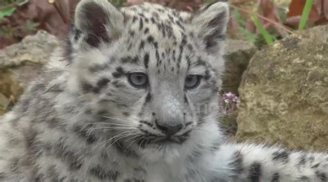 Zoo Reveals Adorable Snow Leopard Cubs At Last Buy Sell Or Upload