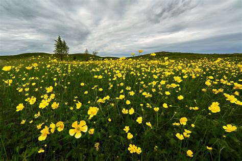 Download Yellow Flower Nature Flower Hd Wallpaper