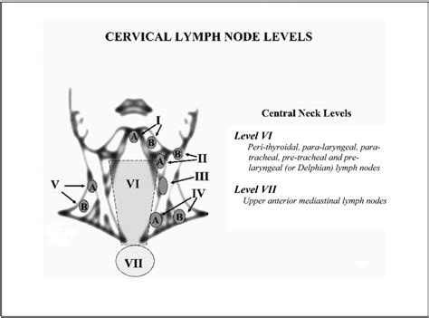 Neck Lymph Node Levels Preoperative Cervical Lymph Node Size