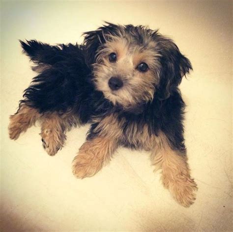 Yorkipoo Dog Breed Information Pictures Characteristics And Facts Dogtime