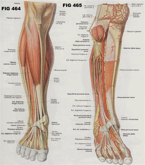 The rib cage is an origin and insertion area for many muscles. netter rib cage - Google 검색 | Leg muscles anatomy, Ankle ...