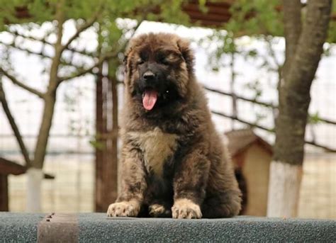 The sheer size of the caucasian mountain dog, or caucasian shepherd, makes them an infamous breed. Caucasian Shepherd Puppies For Sale | California Street ...