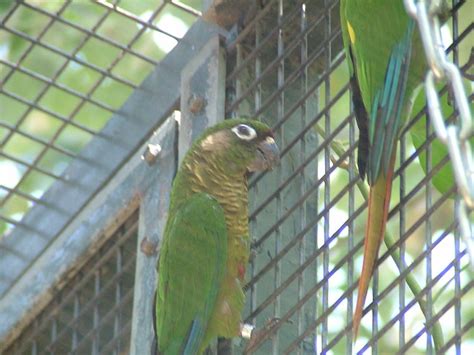Types Of Green Parrots
