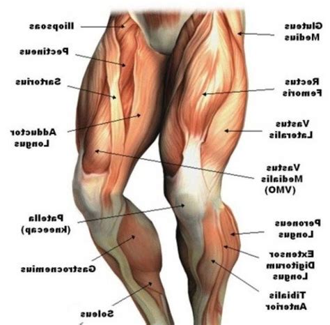Leg Tendon Names Muscles Of The Leg And Foot Classic Human Anatomy
