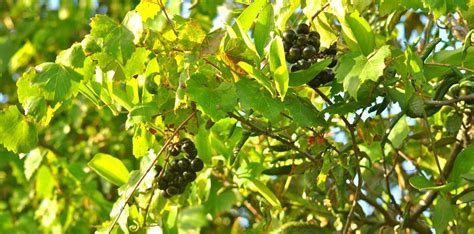 For best results, muscadine grapes are planted in early spring after all danger of frost has passed, according to florida grape growers association writer jiang lu. Muscadine