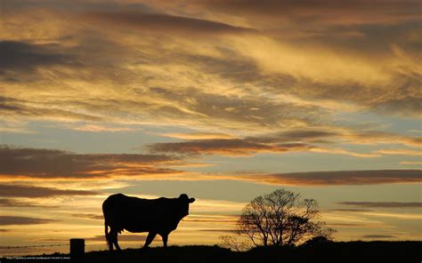 Sunset Cow Wallpapers Wallpaper Cave