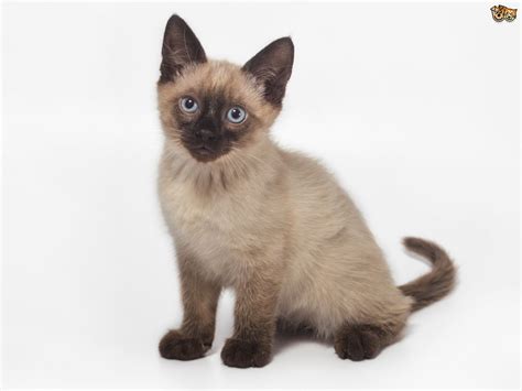 What Are The Characteristics Of A Siamese Cat
