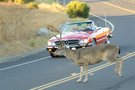 Close Call Mercedes Versus Deer The Driver Of The Merced Flickr Photo Sharing
