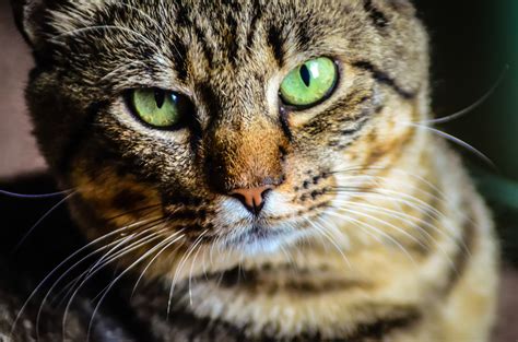 Green Eyed Kitty Free Stock Photo Public Domain Pictures
