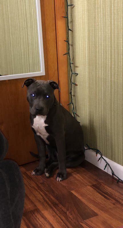 Full Blooded Blue Nose Pit