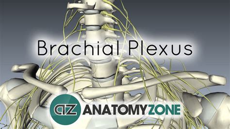 Brachial Plexus Nervous System Anatomyzone