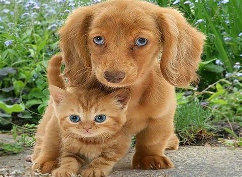 Kitten Vs Puppy Which Is Better Which Would Suit You Best