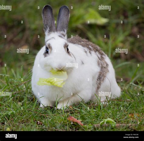 European Domestic Rabbit Oryctolagus Cuniculus Eating Lettuce Stock